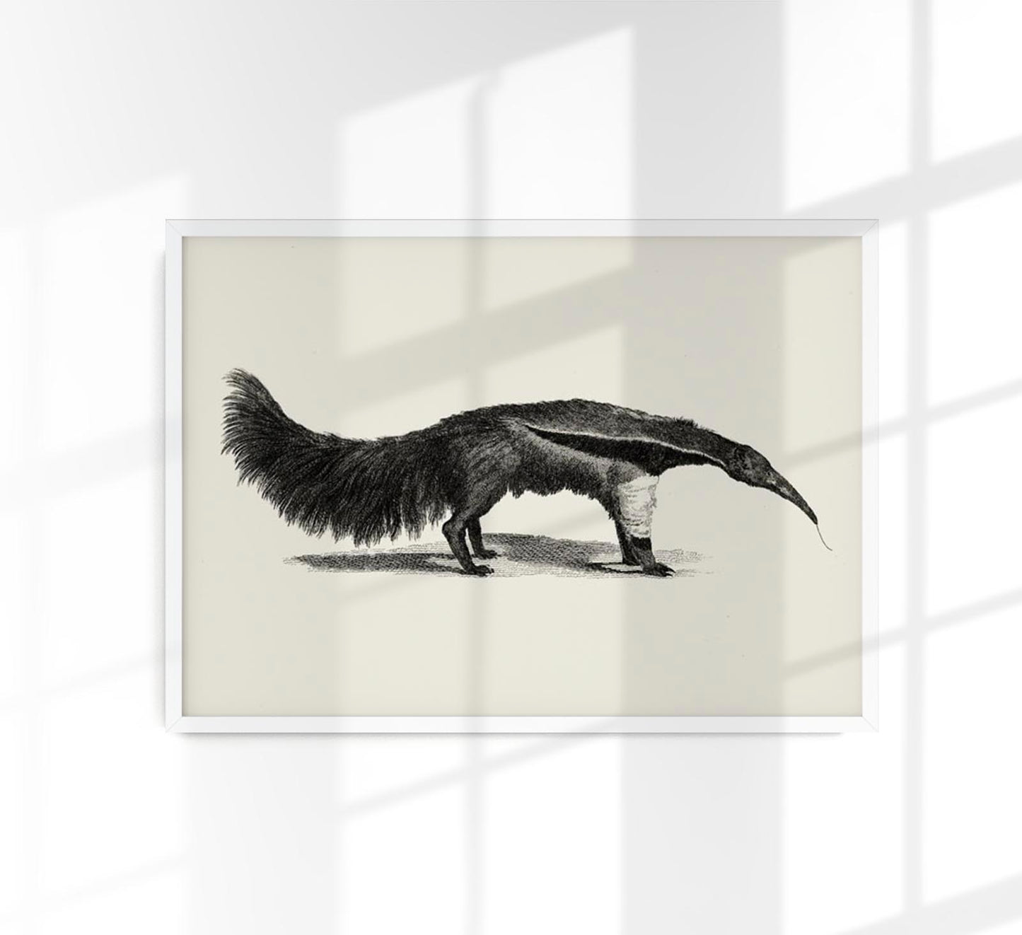 Antique Giant Anteater Poster