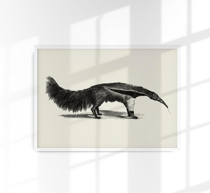 Antique Giant Anteater Poster