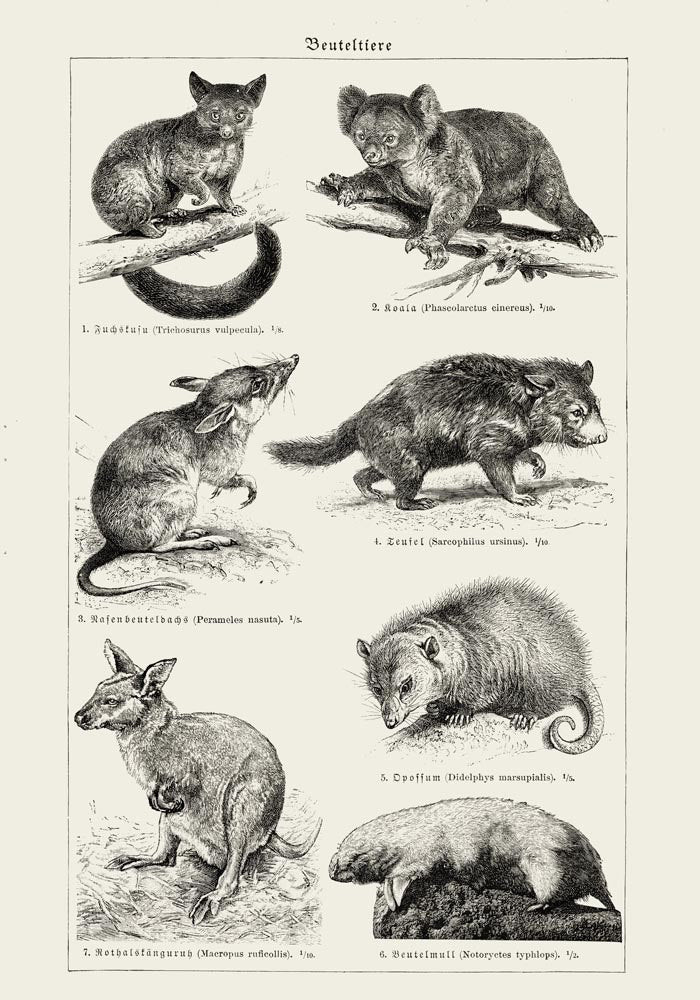 Antique Marsupial Collage Poster