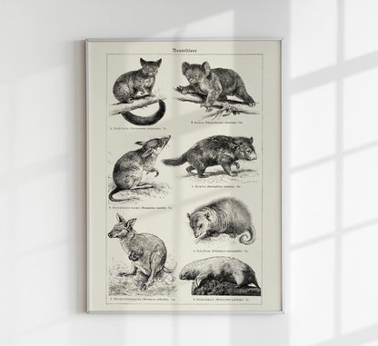 Antique Marsupial Collage Poster