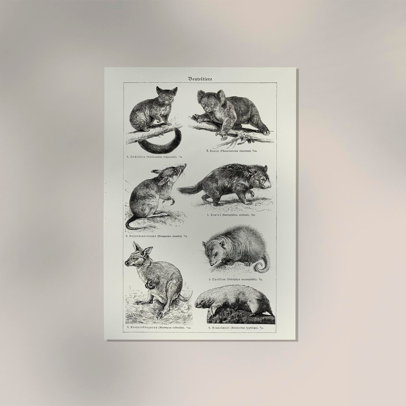 Antique Marsupial Collage Poster