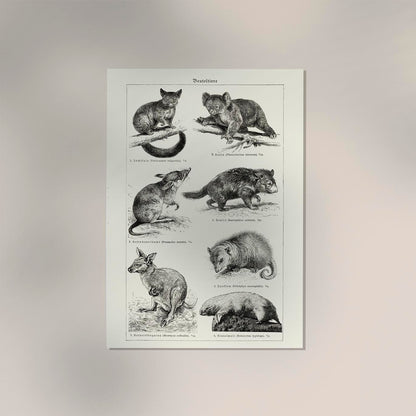 Antique Marsupial Collage Poster