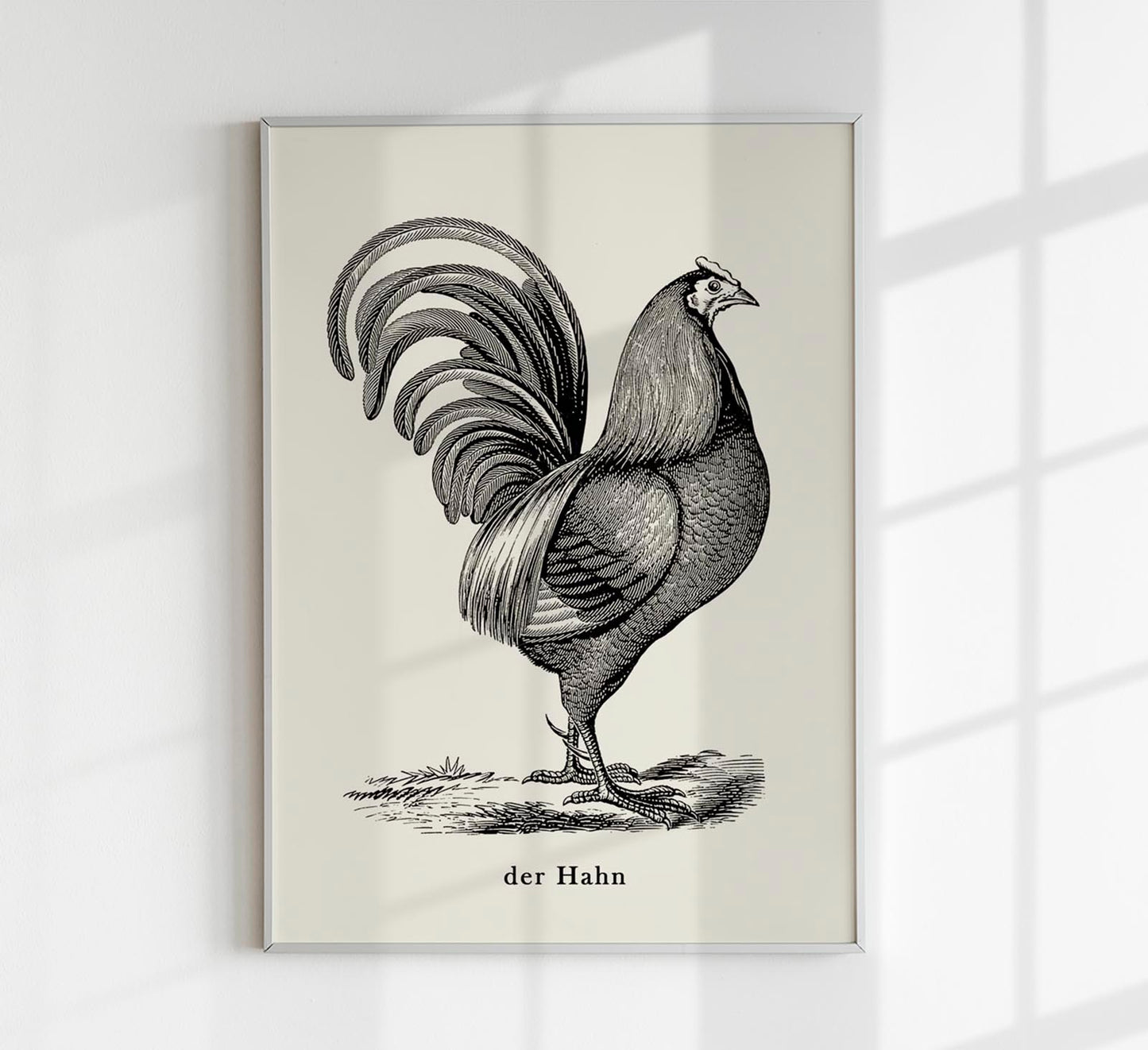 Antique Red Rooster Poster