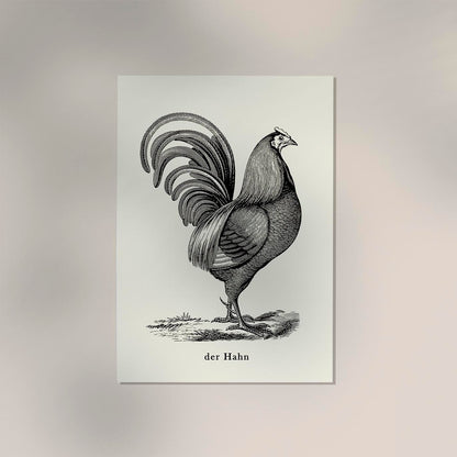 Antique Red Rooster Poster