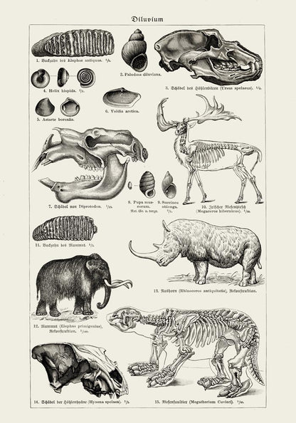 Antique Diluvium Animals Poster