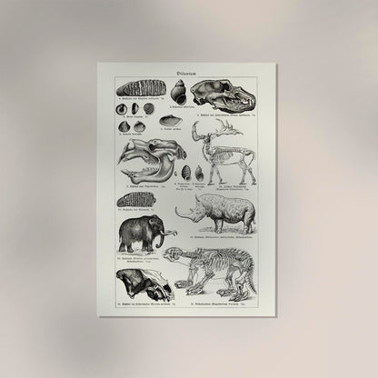 Antique Diluvium Animals Poster