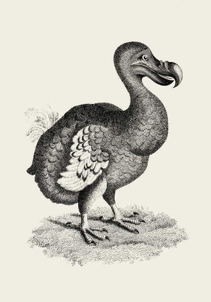 Antique Dodo Poster