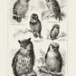 Antique Owl Poster