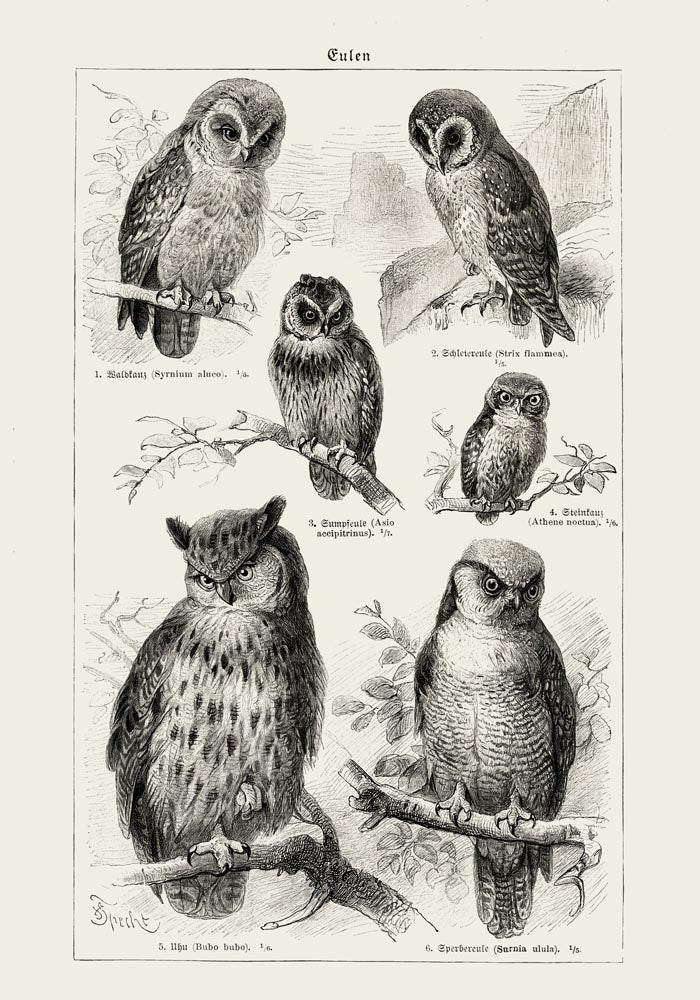 Antique Owl Poster