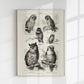 Antique Owl Poster