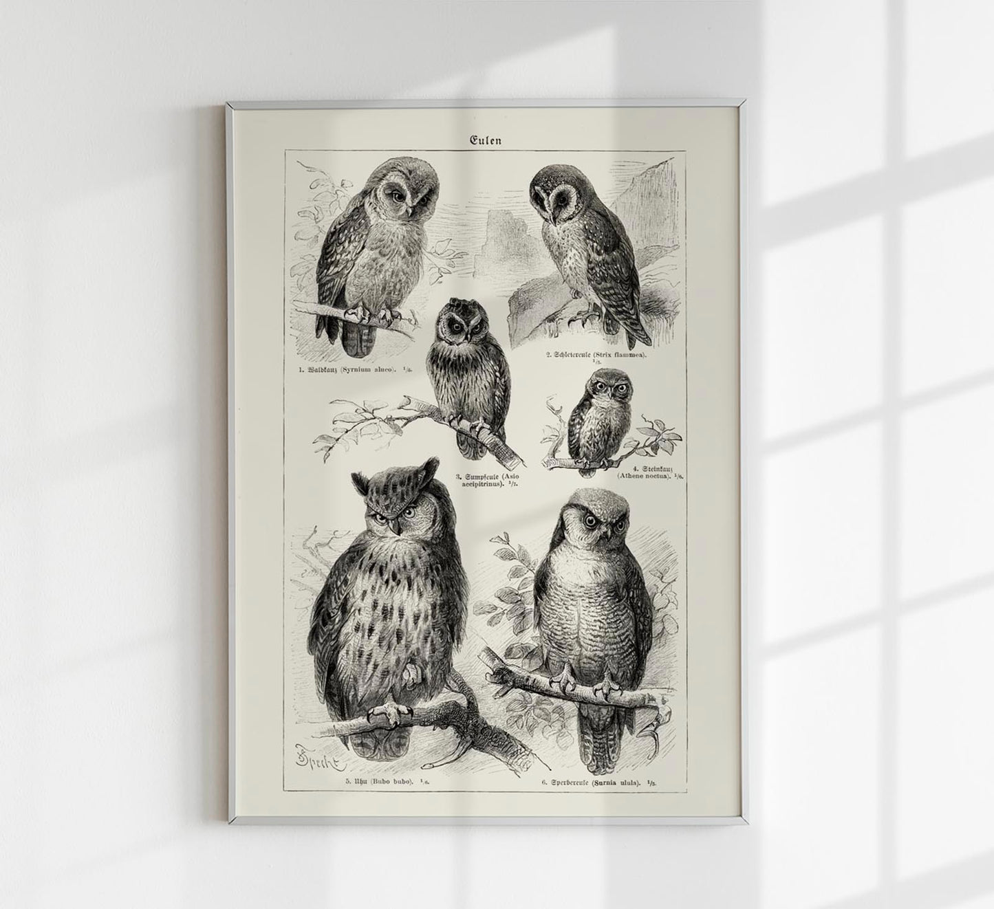 Antique Owl Poster