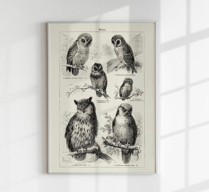 Antique Owl Poster