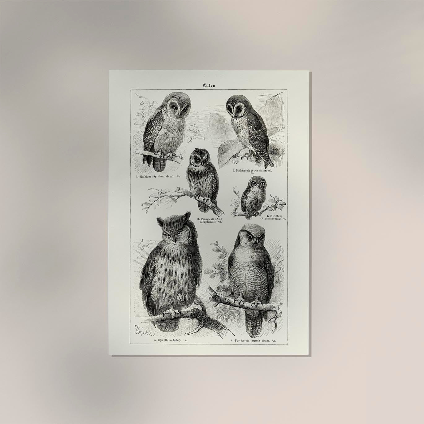 Antique Owl Poster