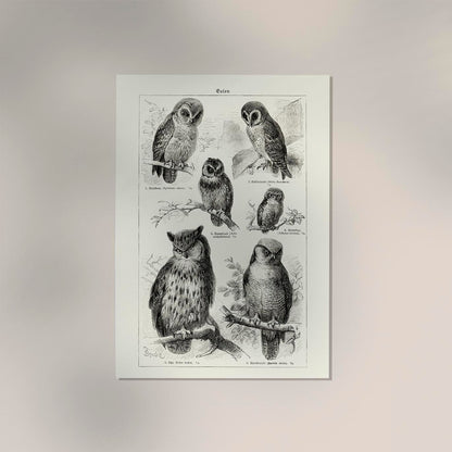 Antique Owl Poster