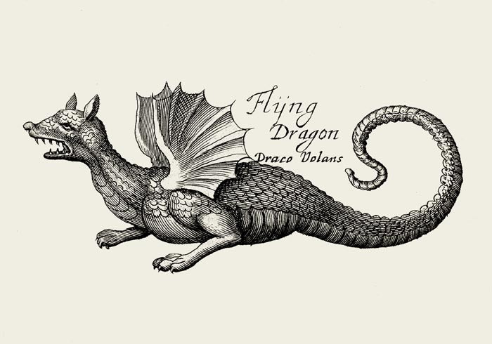 Antique Flying Dragon Poster