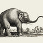 Antique Elephant Poster