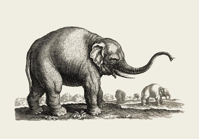 Antique Elephant Poster