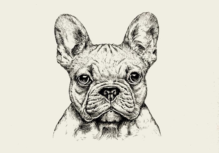 French Bulldog Poster