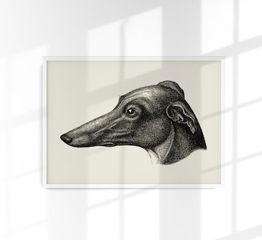 Grey Dog Poster