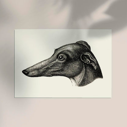 Grey Dog Poster