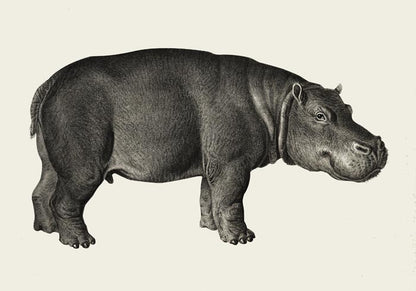 Hippo Poster