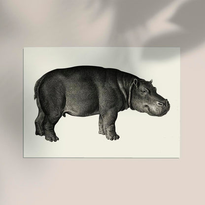 Hippo Poster