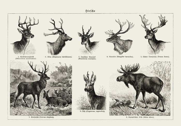 Deer Poster