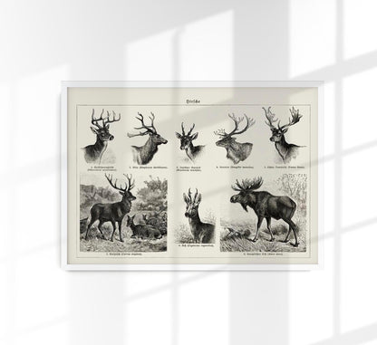 Deer Poster