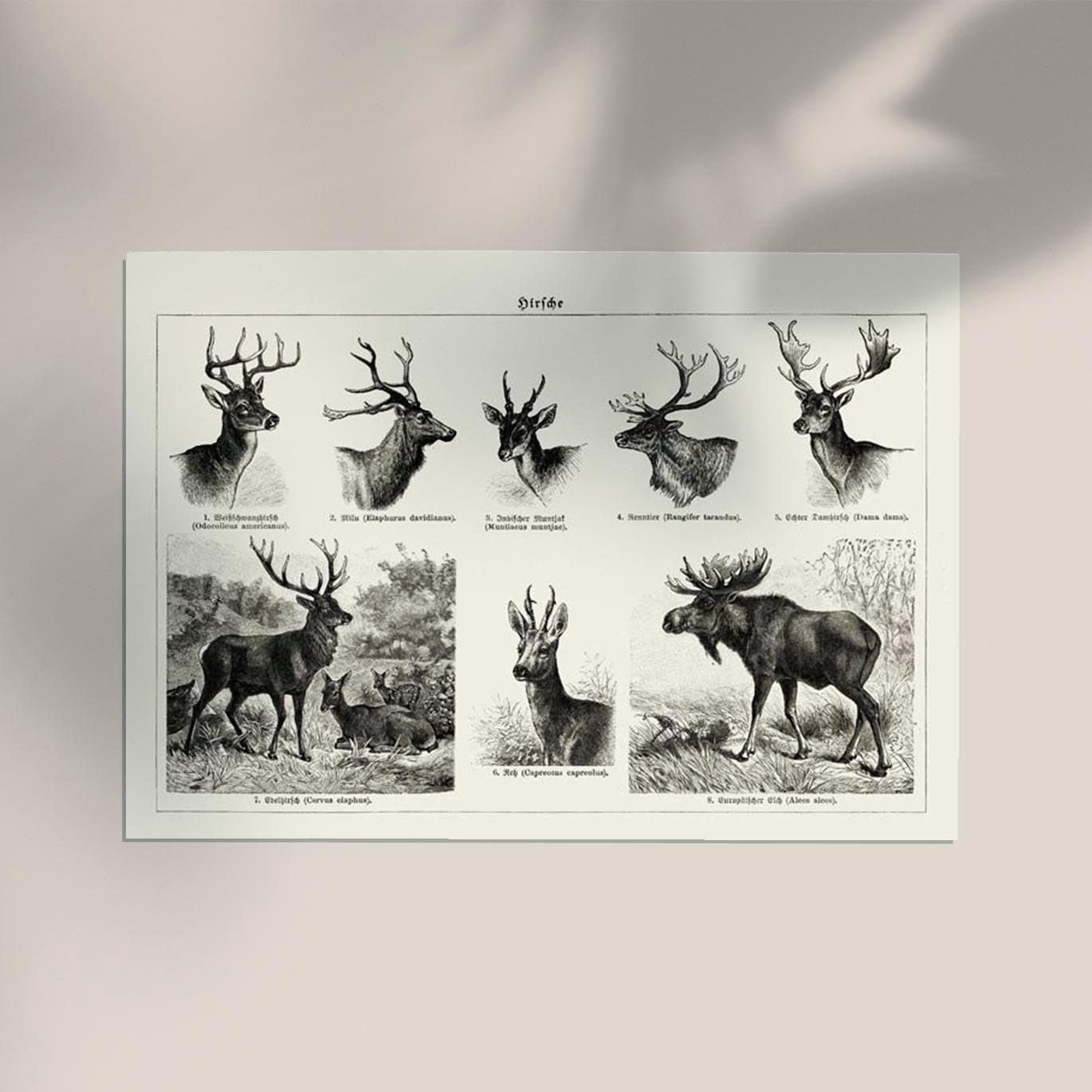 Deer Poster