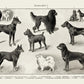 Dog breeds I Poster