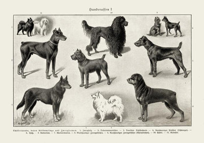 Dog breeds I Poster