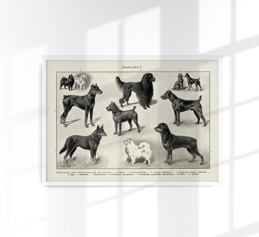 Dog breeds I Poster