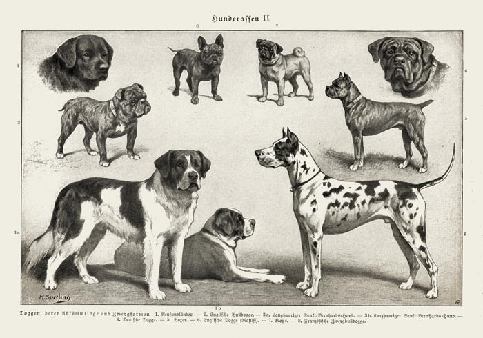 Dog breeds II Poster