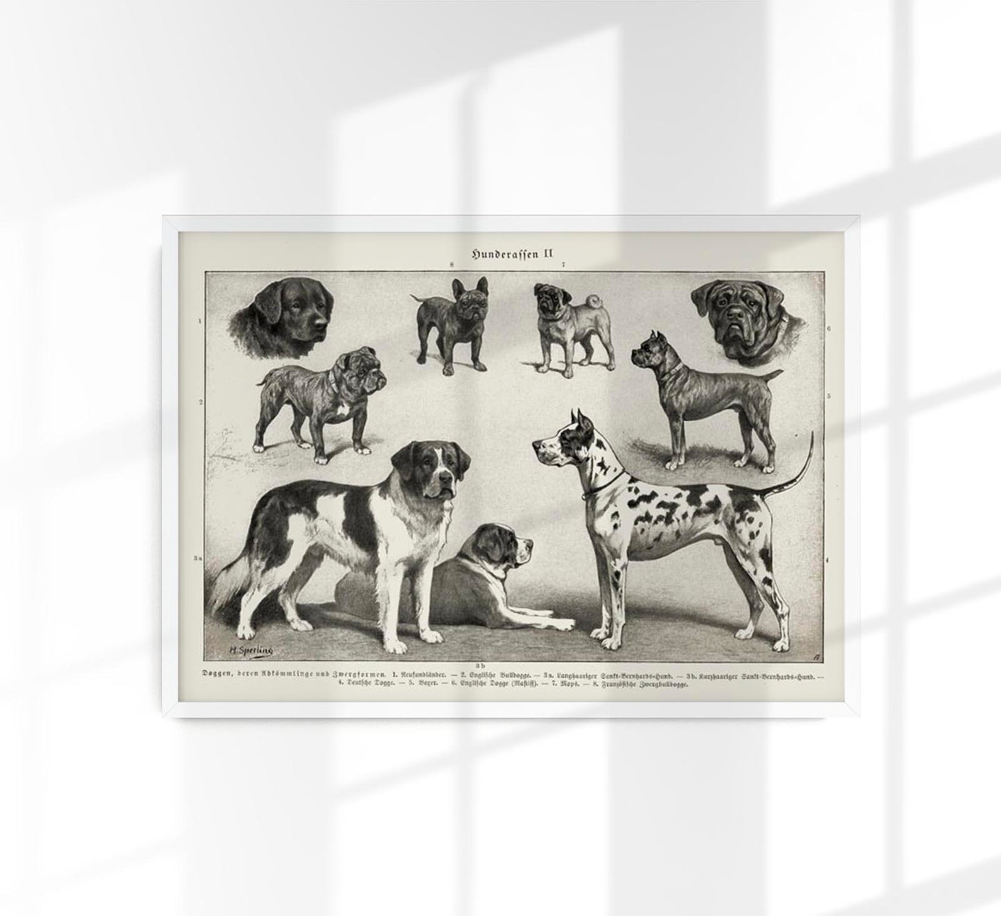 Dog breeds II Poster