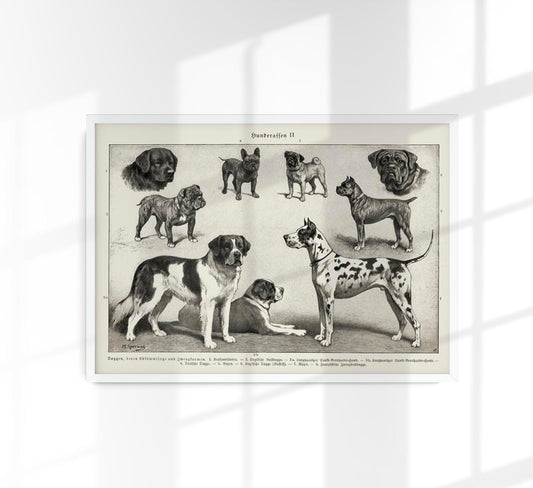 Dog breeds II Poster