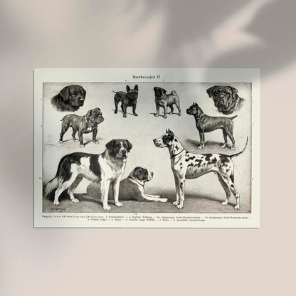 Dog breeds II Poster