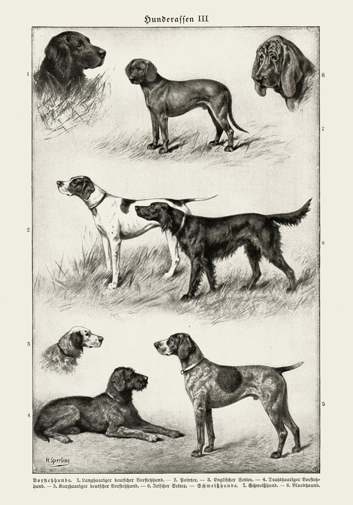 Dog breeds III Poster