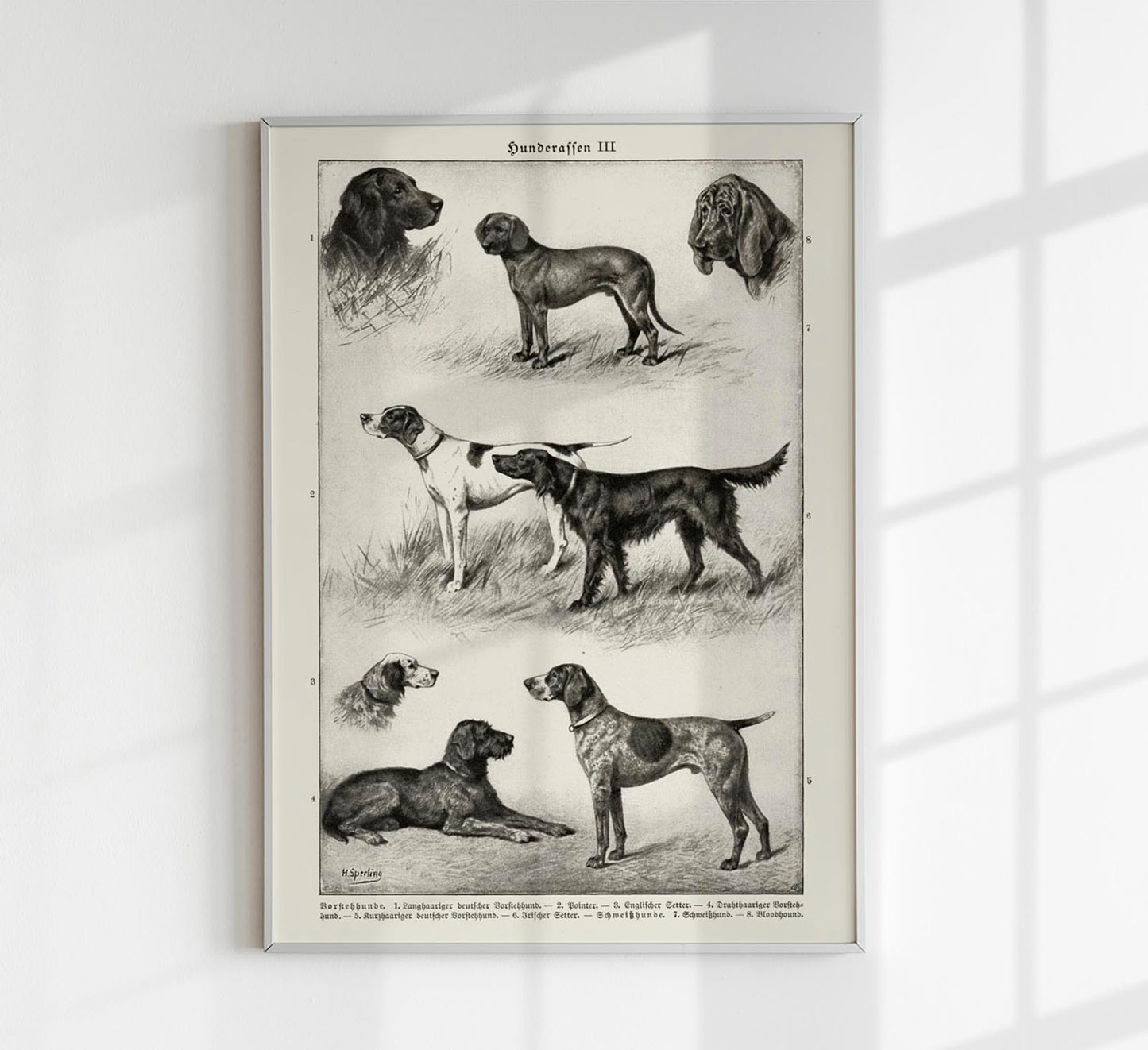 Dog breeds III Poster