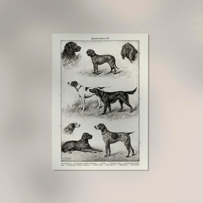 Dog breeds III Poster