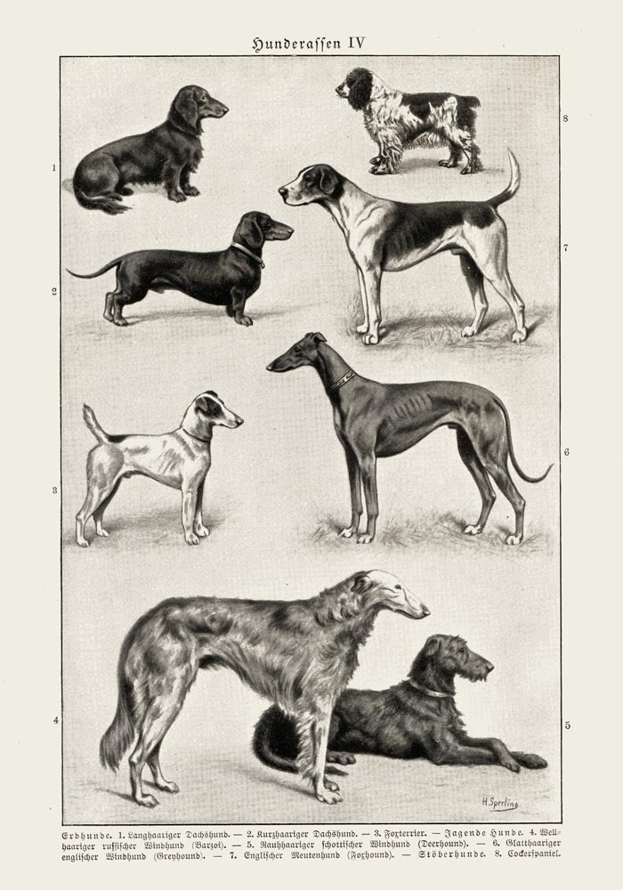 Dog breeds IV Poster