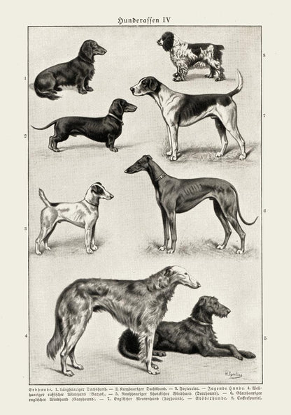 Dog breeds IV Poster