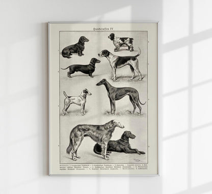 Dog breeds IV Poster