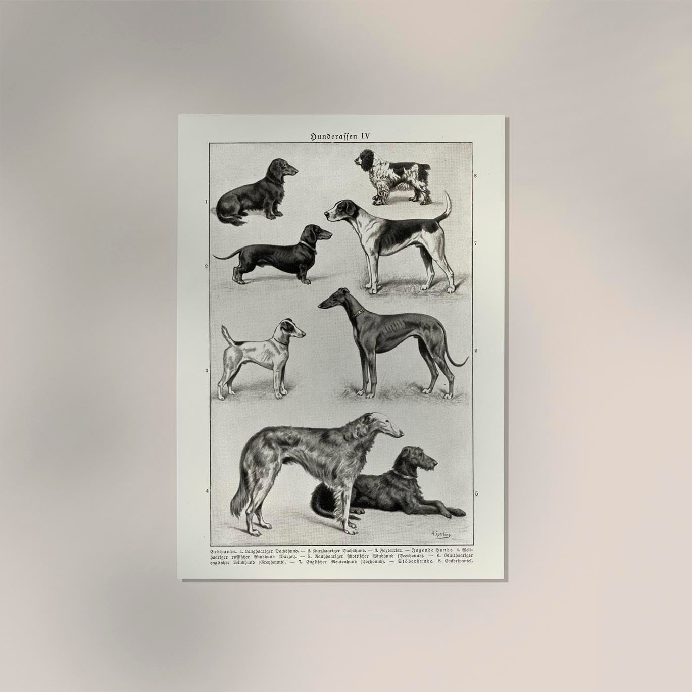 Dog breeds IV Poster