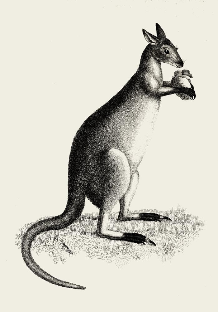 Kangaroo Poster