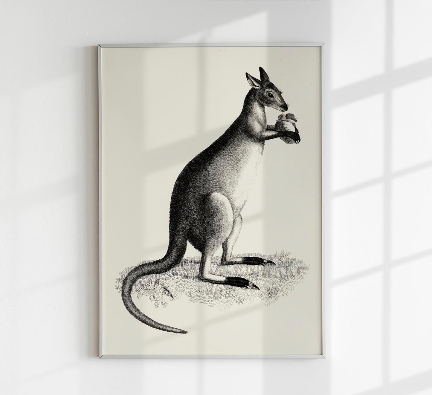 Kangaroo Poster