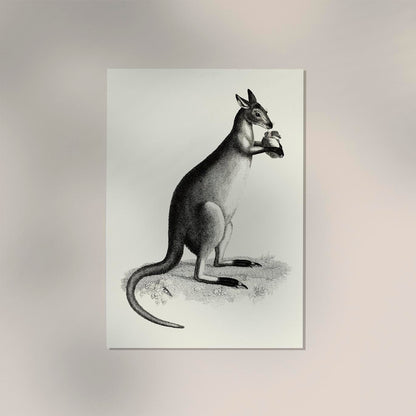 Kangaroo Poster