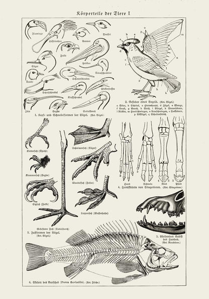 Animal Body Parts Poster