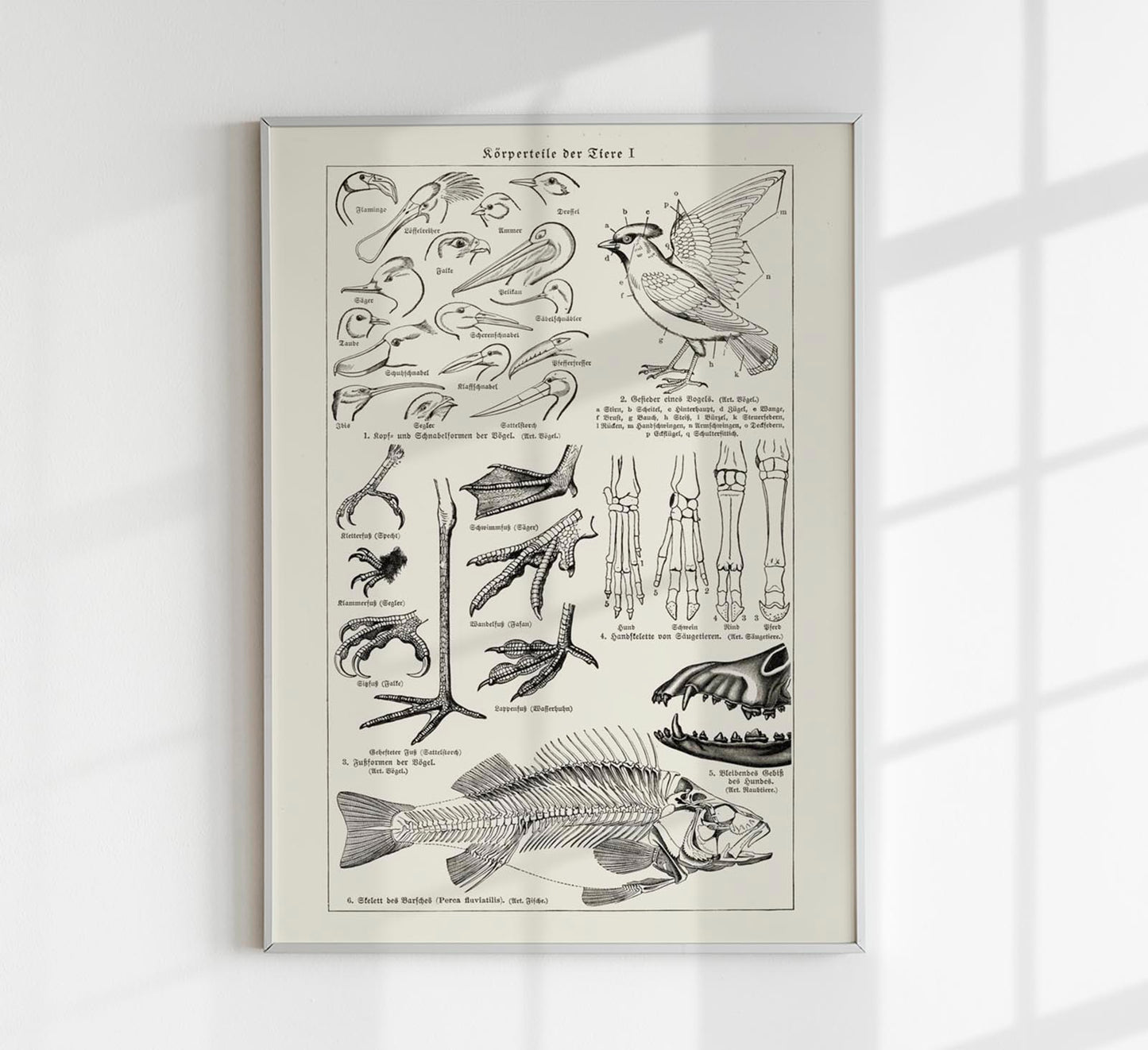 Animal Body Parts Poster