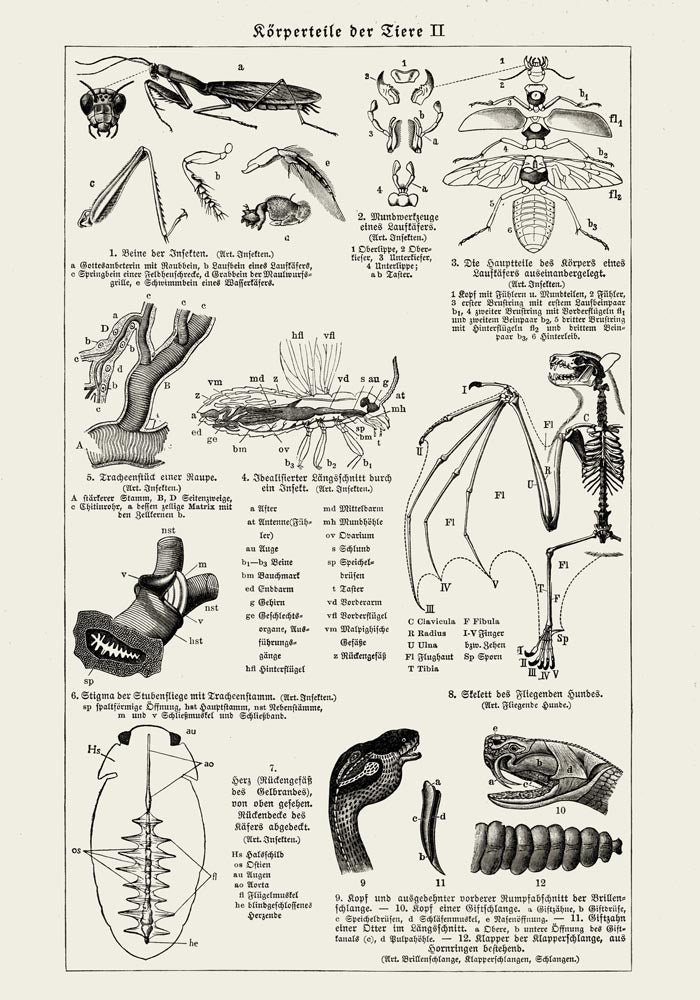 Antique Insects Body Parts Poster