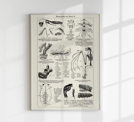 Antique Insects Body Parts Poster